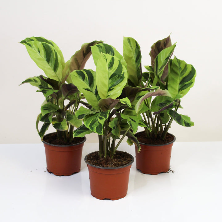 Calathea Yellow Fusion (Korbmarante) Foliage Dreams