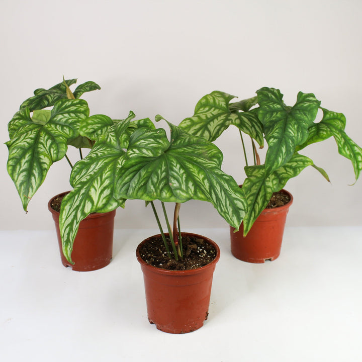 Cercestis Mirabilis Foliage Dreams