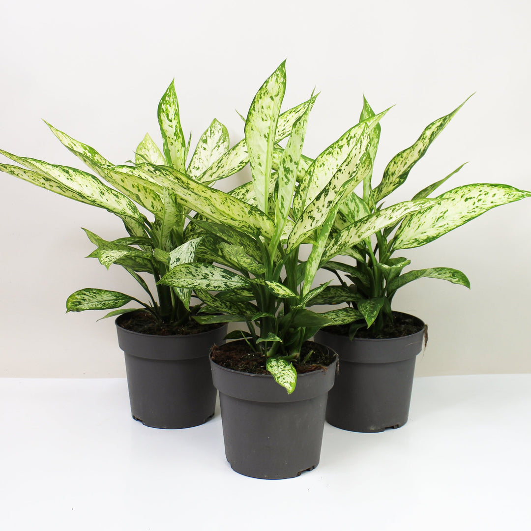 Dieffenbachia Vesuvius L Foliage Dreams