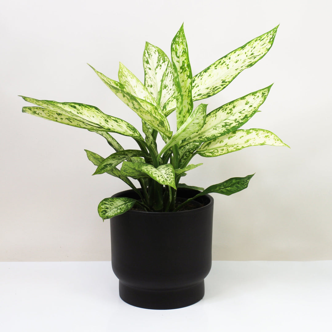 Dieffenbachia Vesuvius L Foliage Dreams