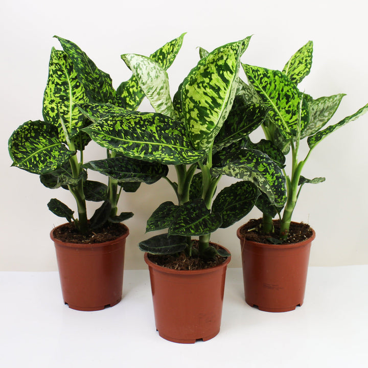 Dieffenbachia Vesuvius M Foliage Dreams