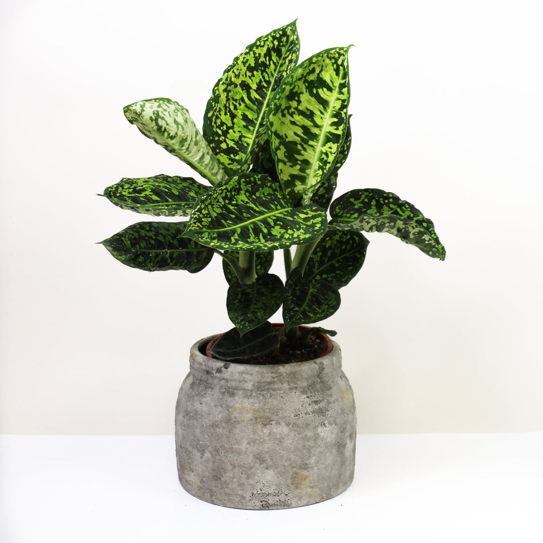 Dieffenbachia Vesuvius M Foliage Dreams