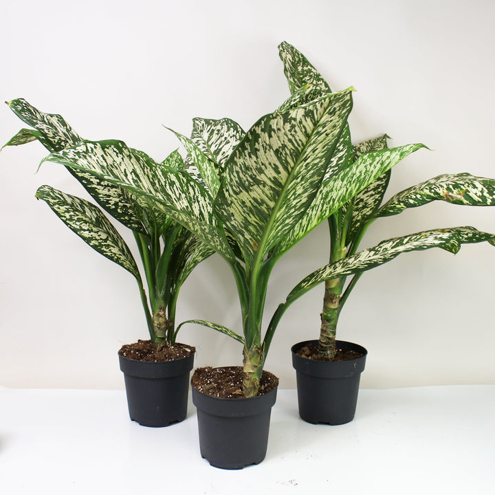 Dieffenbachia White Etna (Kopie) M Foliage Dreams