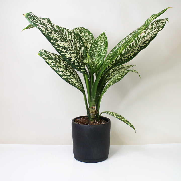 Dieffenbachia White Etna (Kopie) M Foliage Dreams