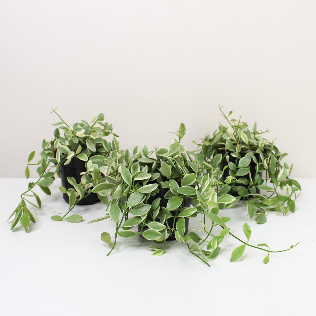 Dischidia Onanthe 'white Diamond' Foliage Dreams