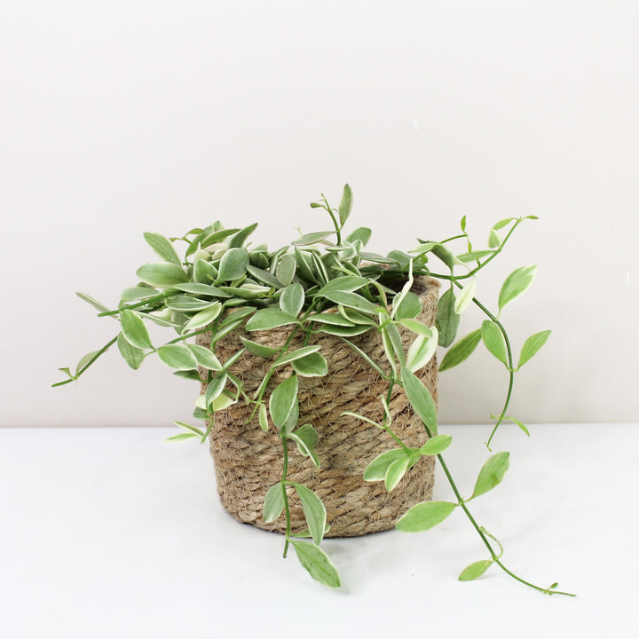 Dischidia Onanthe 'white Diamond' Foliage Dreams