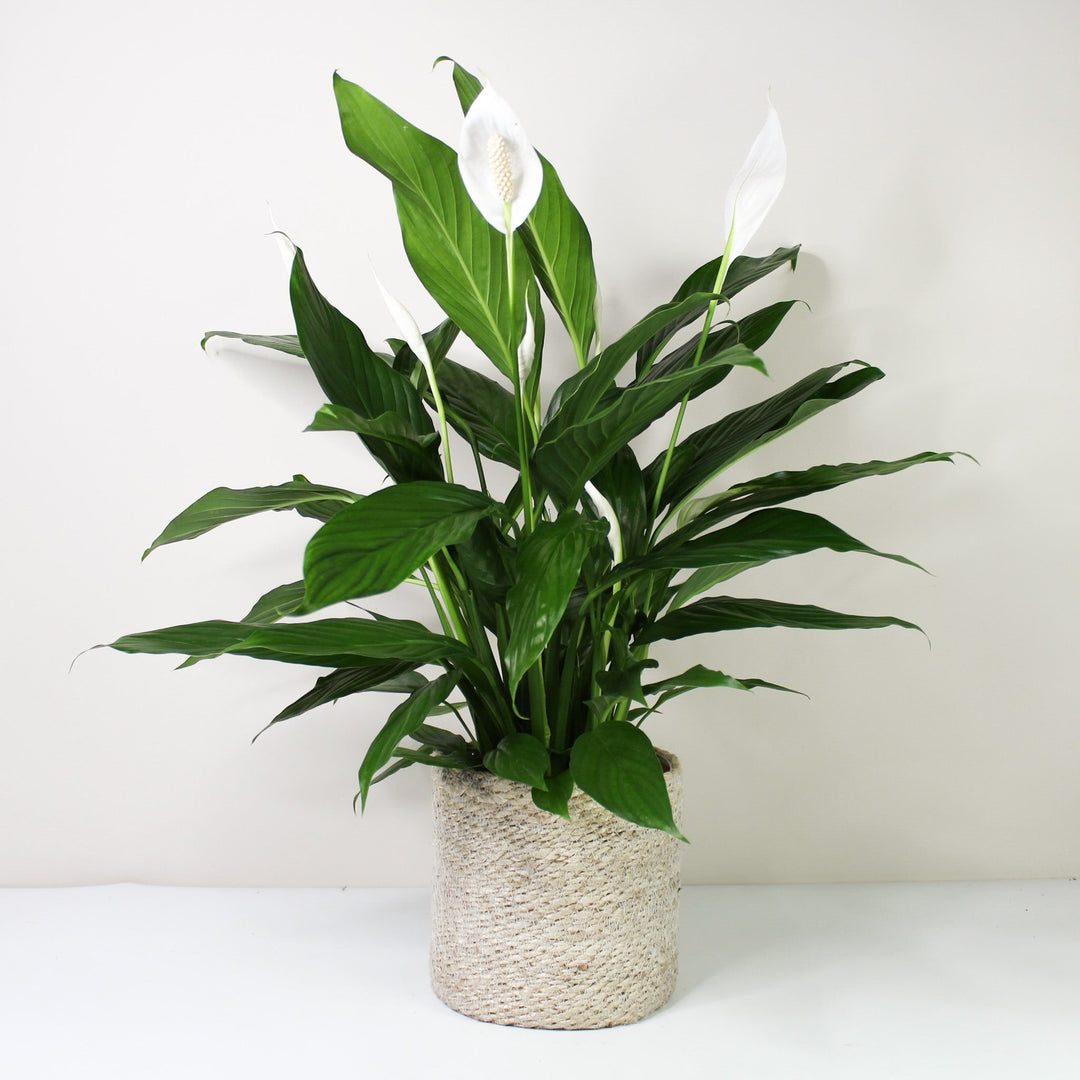 Einblatt (Spathiphyllum) Foliage Dreams