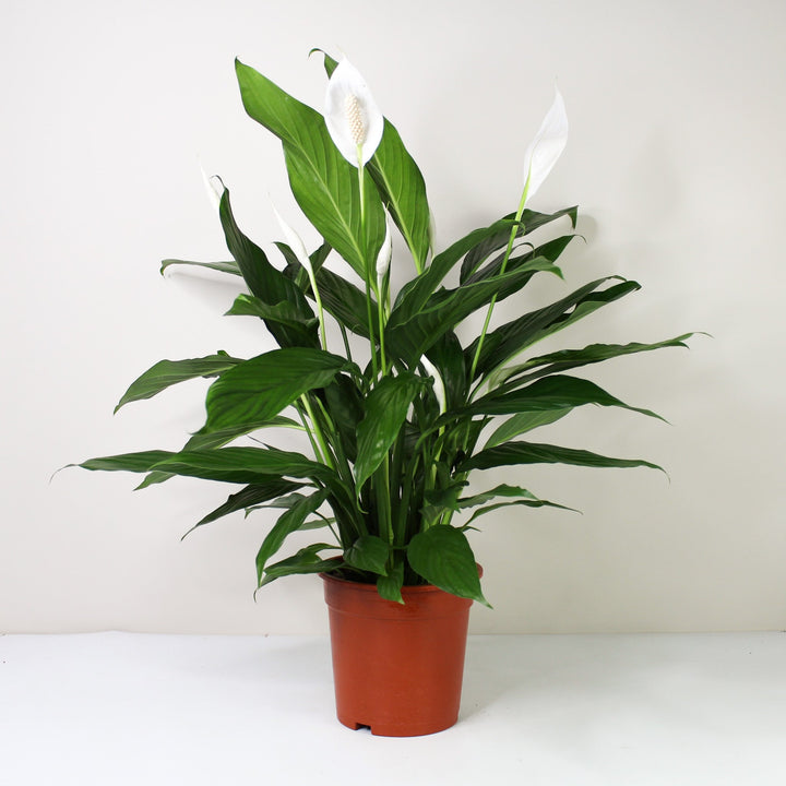 Einblatt (Spathiphyllum) Foliage Dreams
