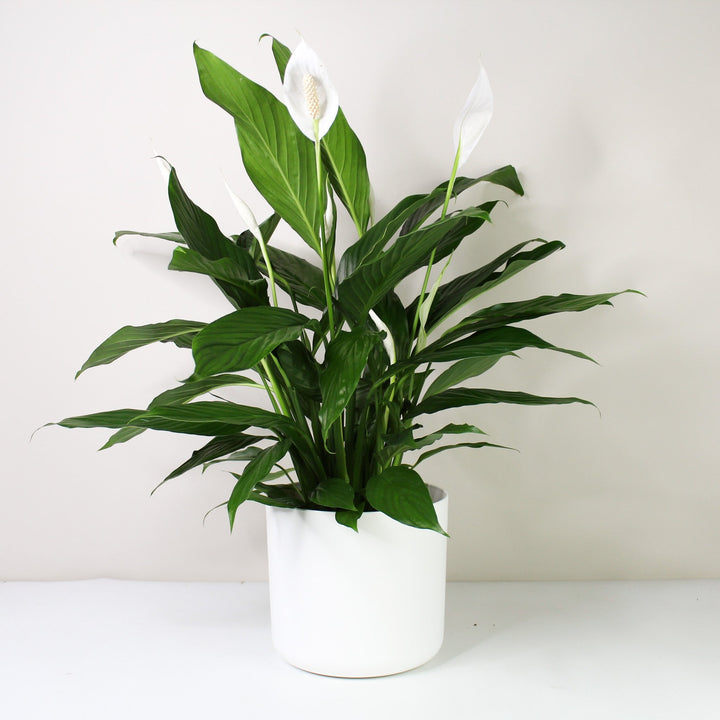 Einblatt (Spathiphyllum) Foliage Dreams