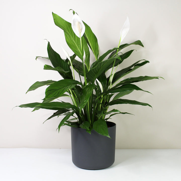 Einblatt (Spathiphyllum) Foliage Dreams