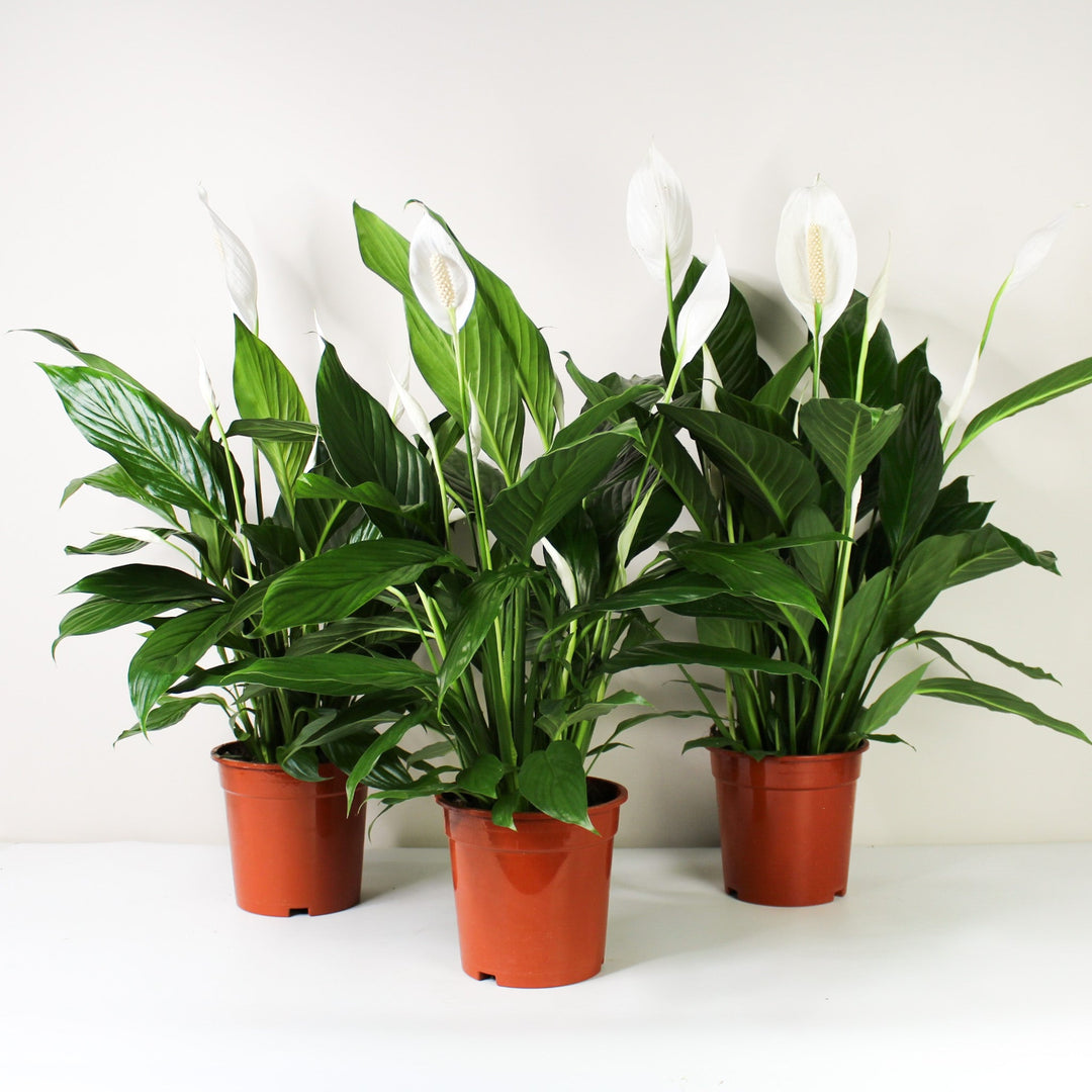 Einblatt (Spathiphyllum) Foliage Dreams