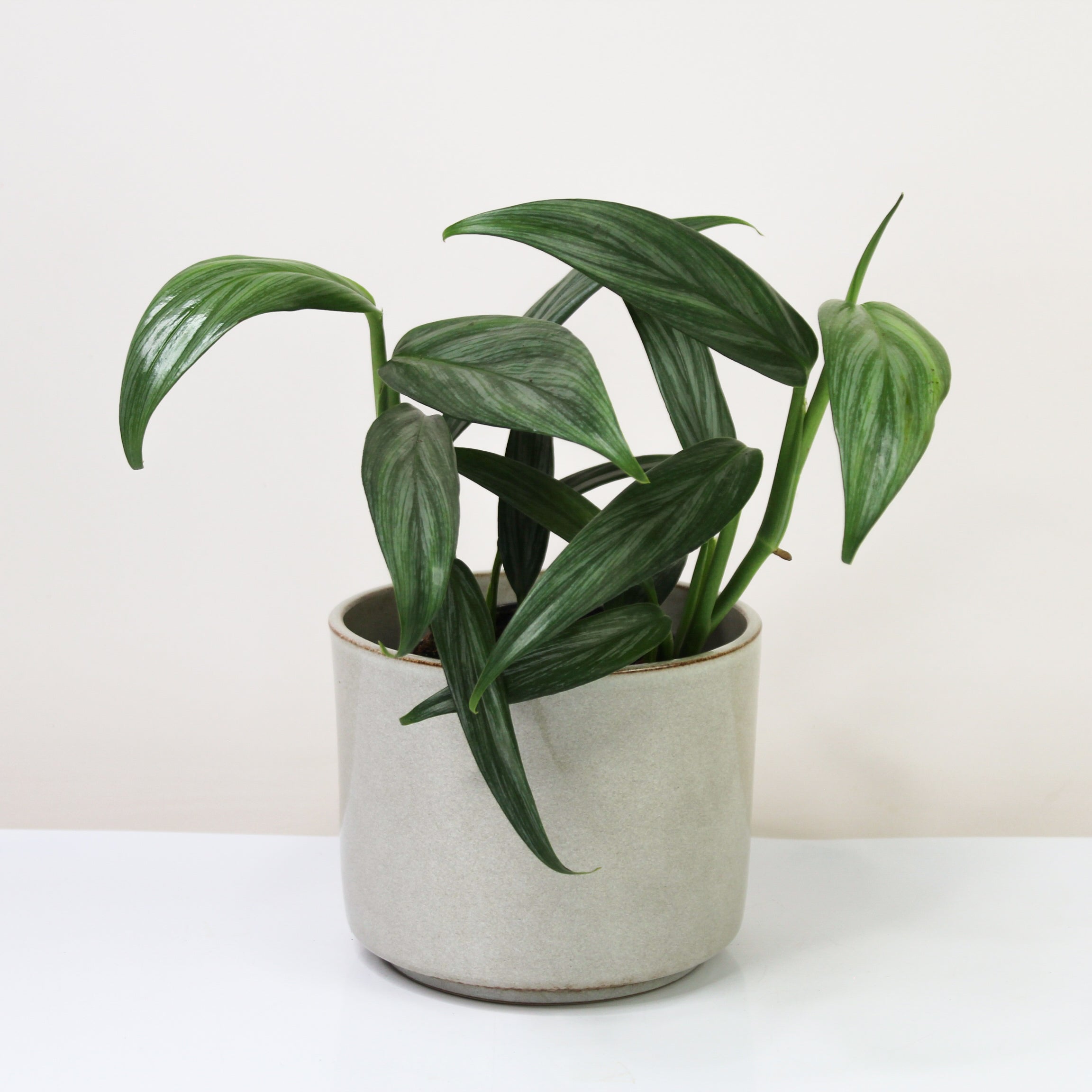 Epipremnum Amplissimum 'Silver Stripe' – Foliage Dreams