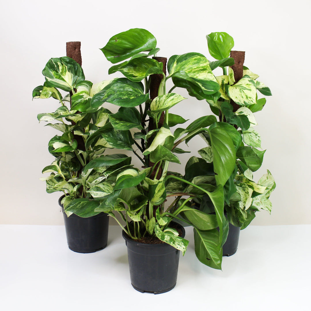 Epipremnum Manjula 'Happy Leaf' (Efeutute) Foliage Dreams