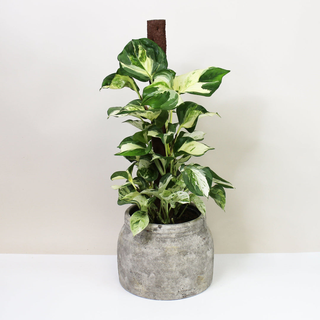 Epipremnum Manjula 'Happy Leaf' (Efeutute) L Foliage Dreams