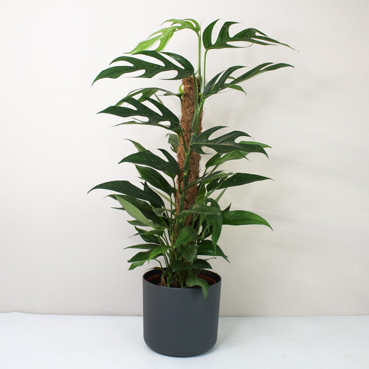 Epipremnum Pinnatum 'Blue Form' (Efeutute) Foliage Dreams