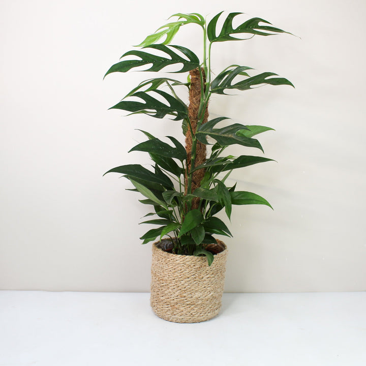 Epipremnum Pinnatum 'Blue Form' (Efeutute) Foliage Dreams