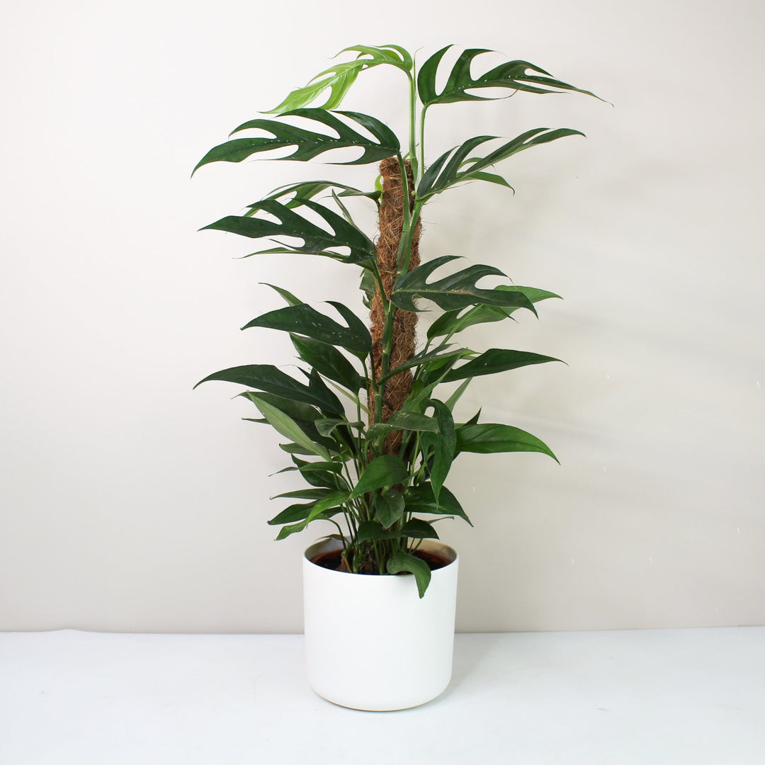 Epipremnum Pinnatum 'Blue Form' (Efeutute) Foliage Dreams