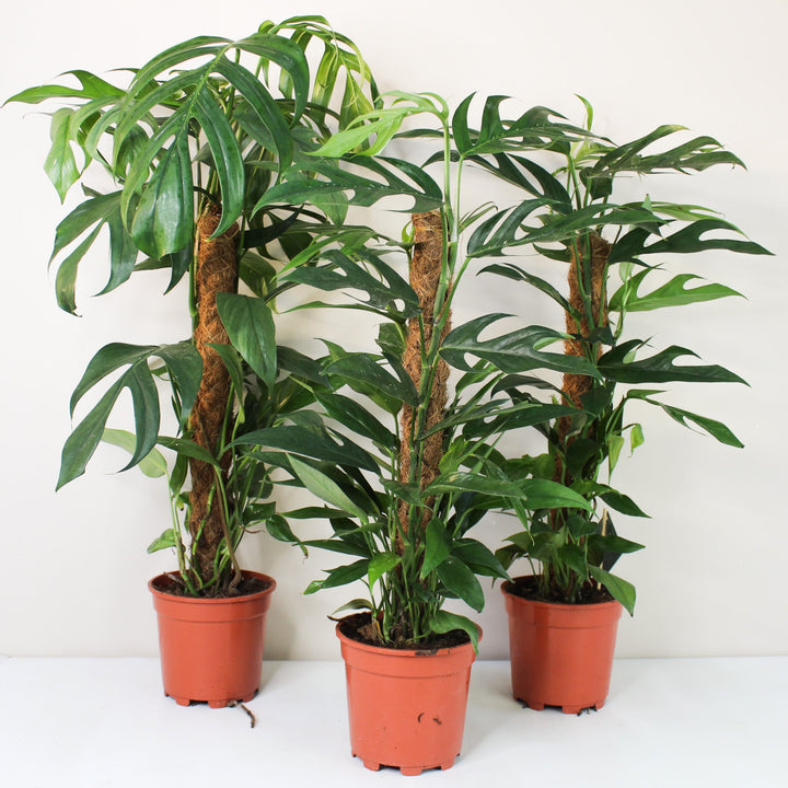 Epipremnum Pinnatum 'Blue Form' (Efeutute) Foliage Dreams