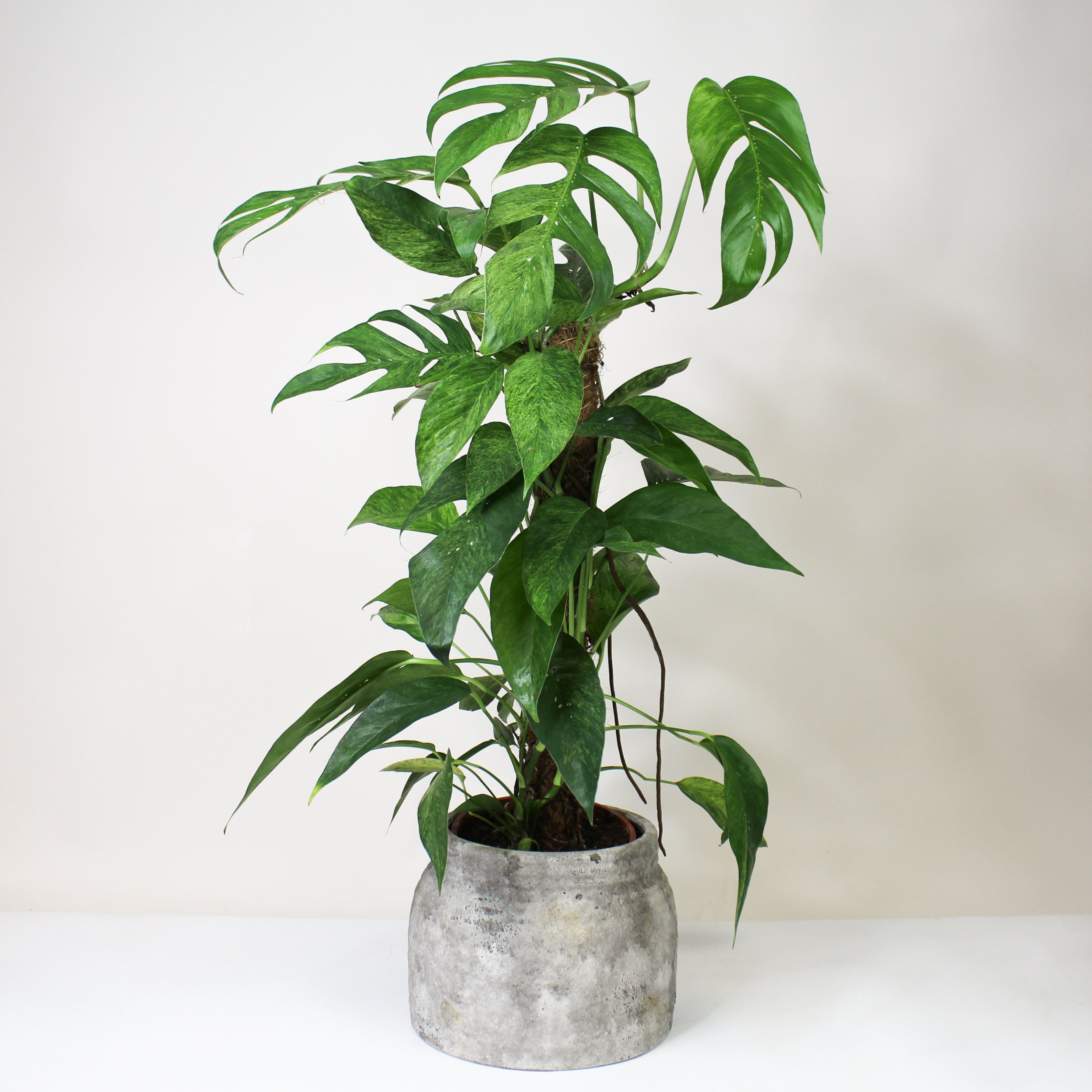 efeutute englischer name Epipremnum Pinnatum 'Blue Form' Marble Variegata (Efeutute) – Foliage Dreams