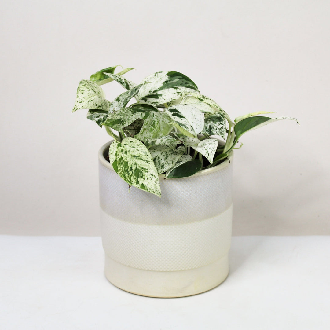 Epipremnum Pinnatum Marble Variegata Foliage Dreams