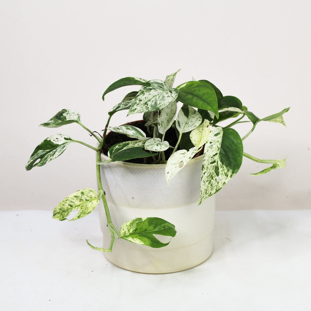 Epipremnum Pinnatum Marble Variegata Foliage Dreams