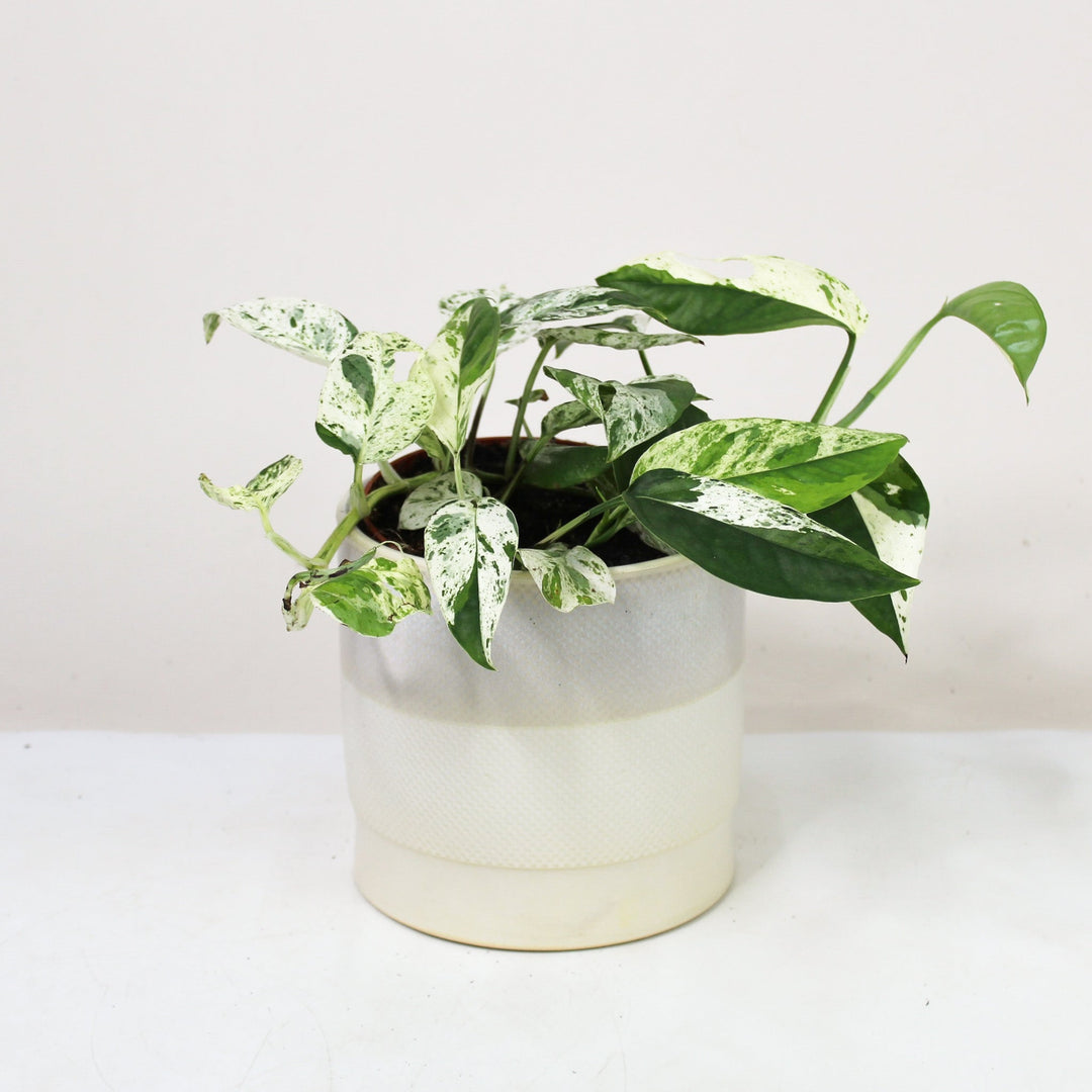Epipremnum Pinnatum Marble Variegata Foliage Dreams