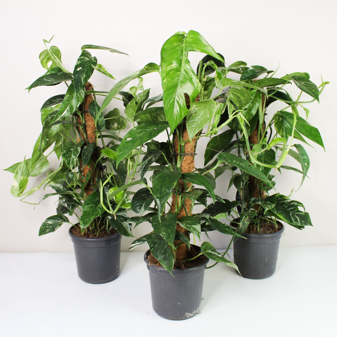 Epipremnum Pinnatum Variegata Albo Foliage Dreams