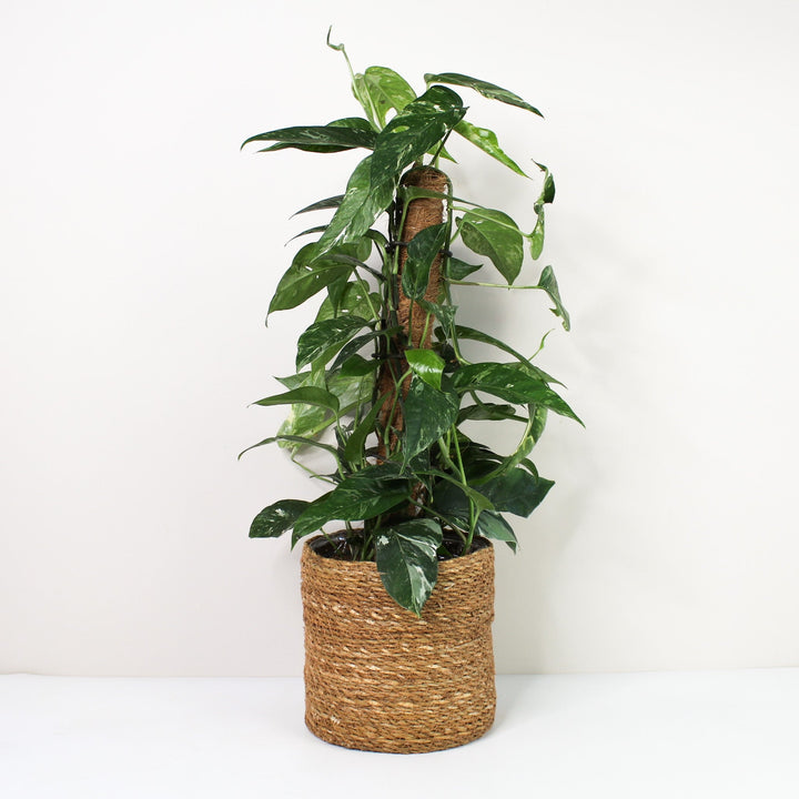 Epipremnum Pinnatum Variegata Albo L / Korb braun Foliage Dreams