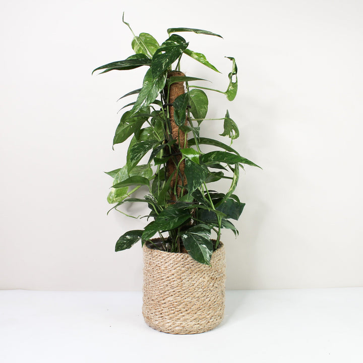 Epipremnum Pinnatum Variegata Albo L / Korb creme Foliage Dreams