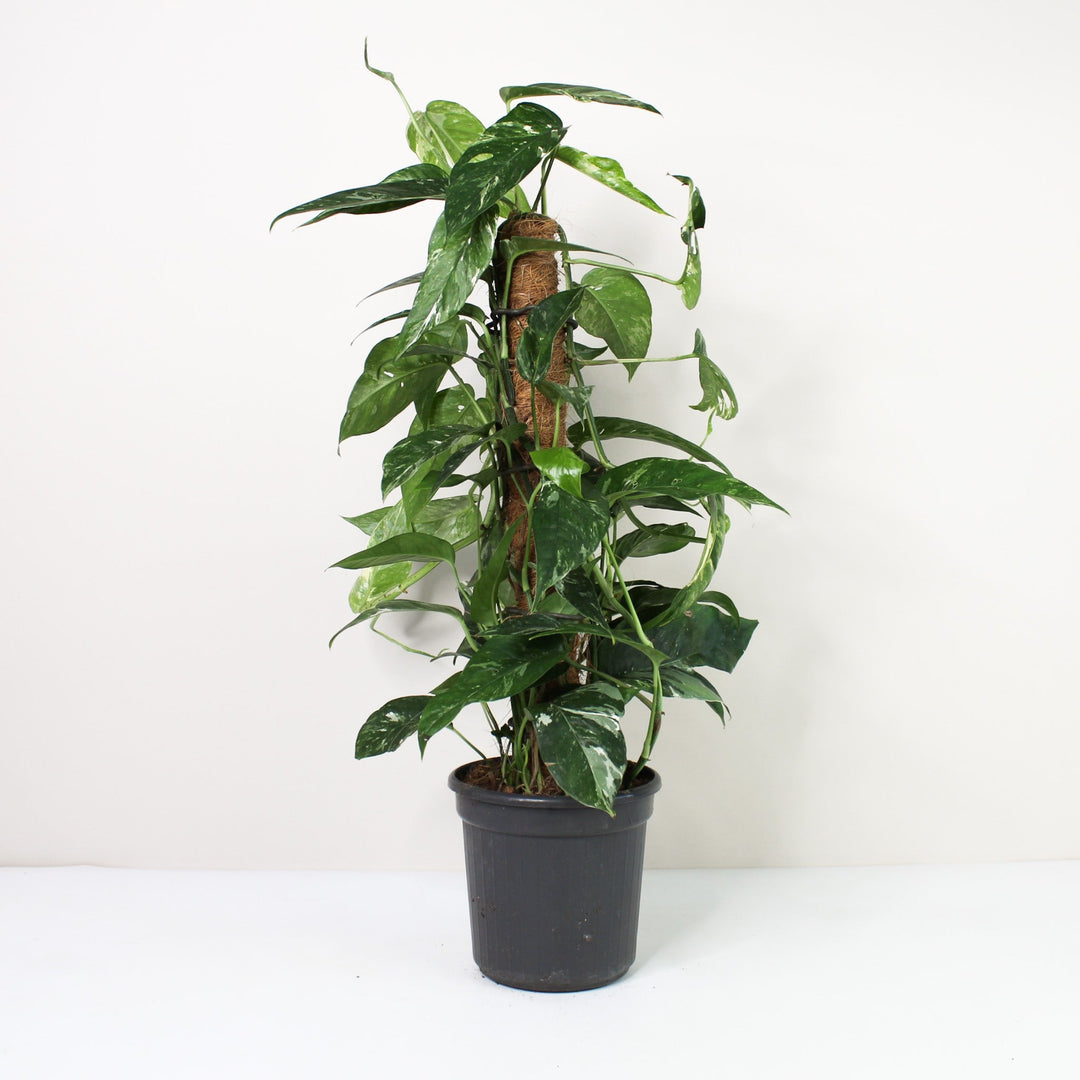Epipremnum Pinnatum Variegata Albo L / ohne Übertopf Foliage Dreams