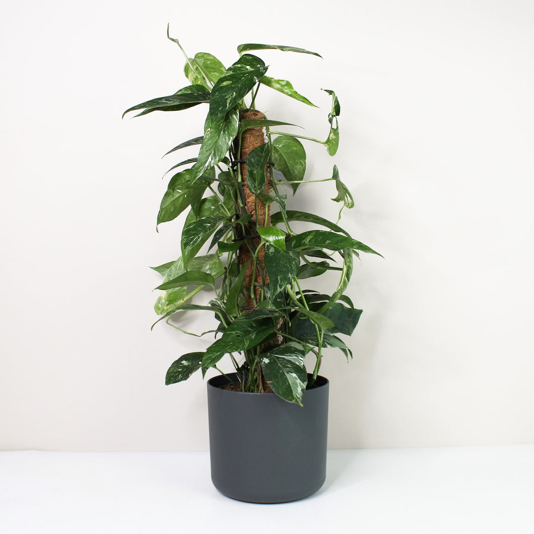 Epipremnum Pinnatum Variegata Albo L / Topf anthrazit Foliage Dreams