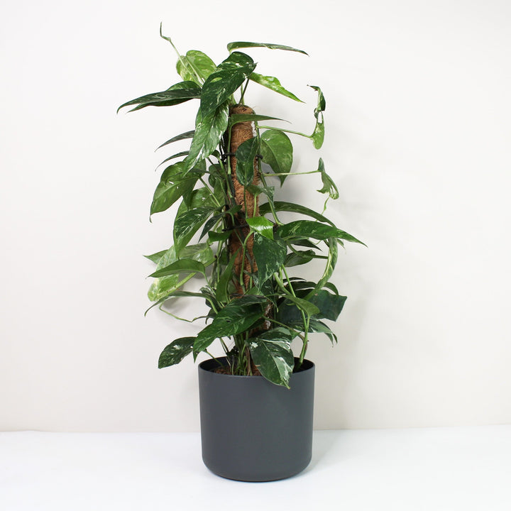 Epipremnum Pinnatum Variegata Albo L / Topf anthrazit Foliage Dreams