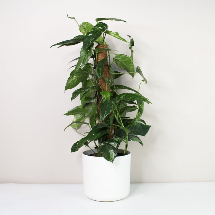 Epipremnum Pinnatum Variegata Albo L / Topf weiß Foliage Dreams