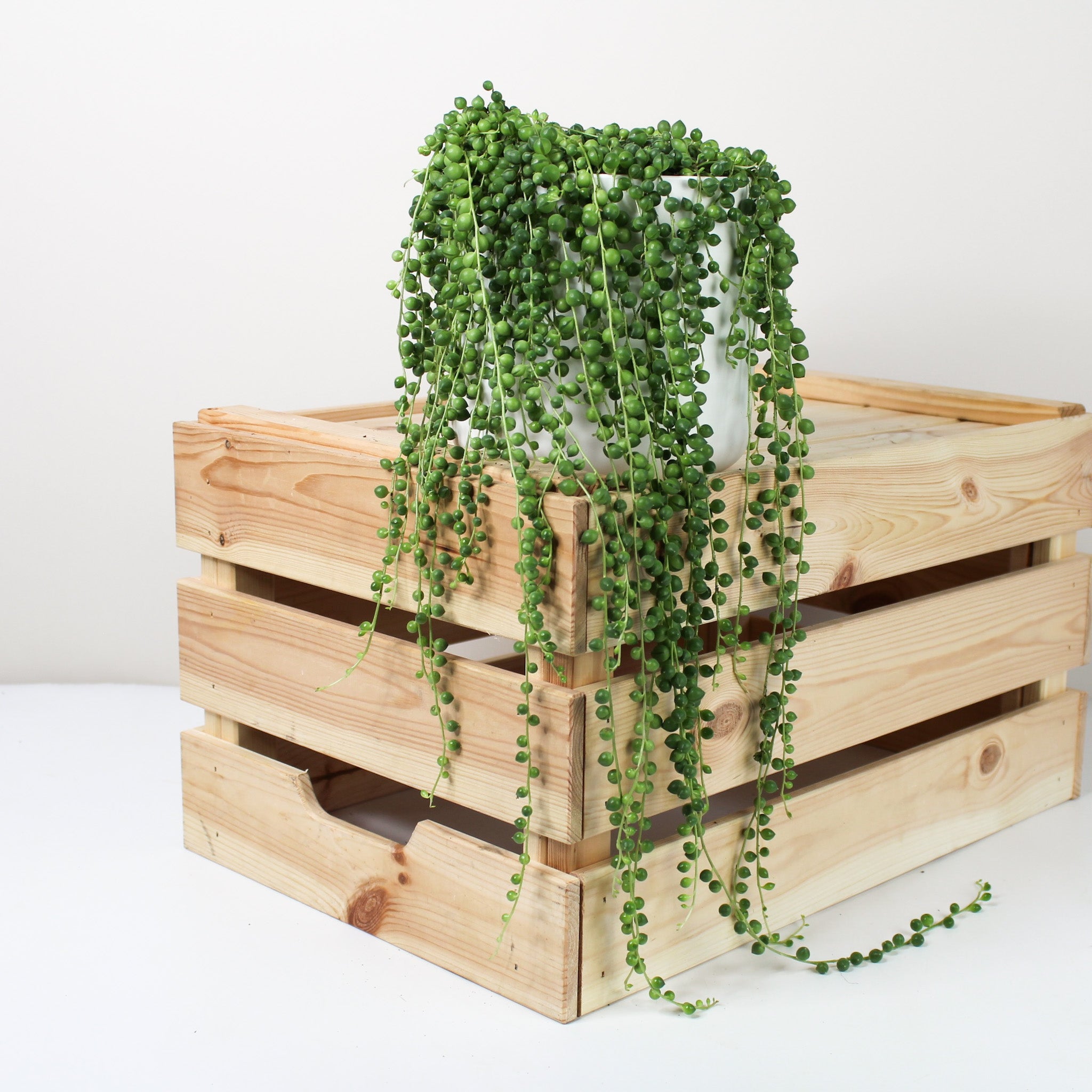 Erbsenpflanze (Senecio Rowleyanus) – Foliage Dreams