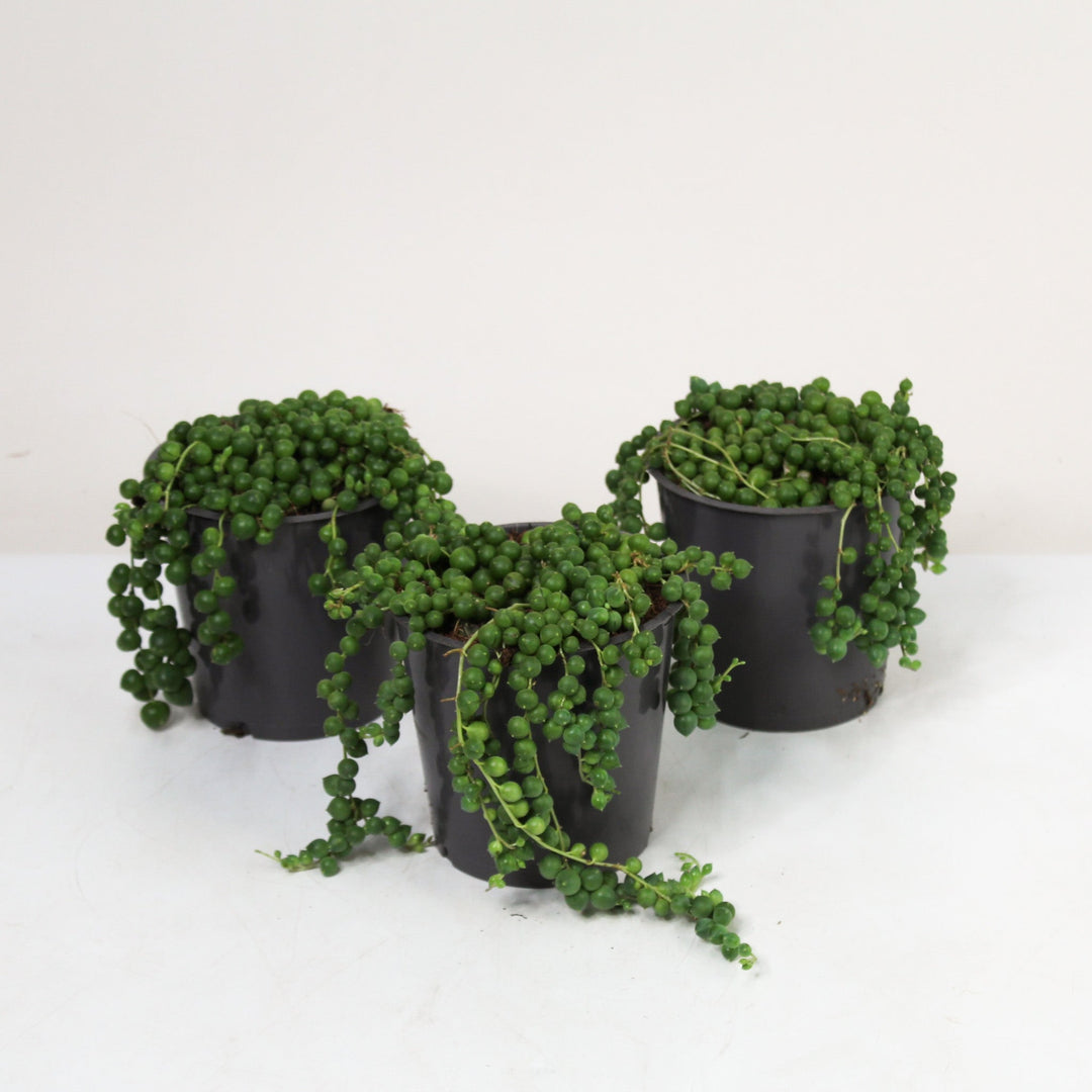 Erbsenpflanze (Senecio Rowleyanus) Foliage Dreams