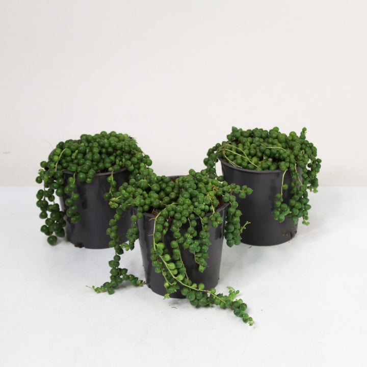 Erbsenpflanze (Senecio Rowleyanus) Foliage Dreams