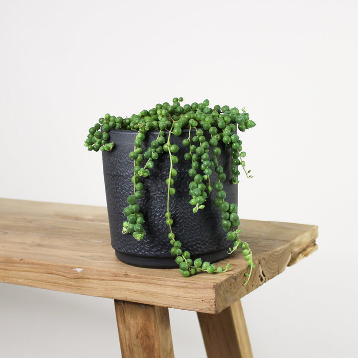 Erbsenpflanze (Senecio Rowleyanus) M Foliage Dreams