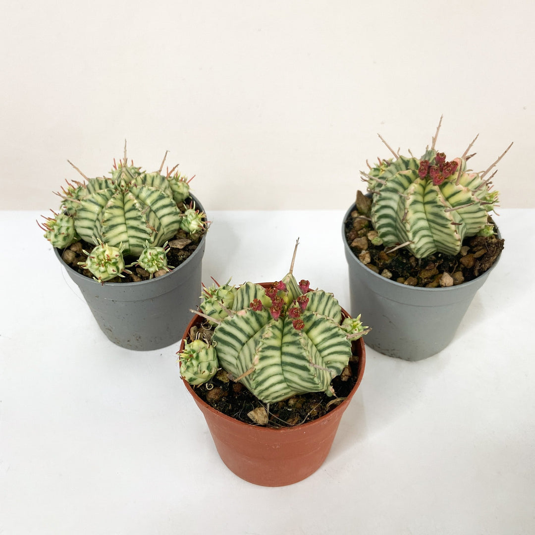 Euphorbia Meloformis Variegata Foliage Dreams