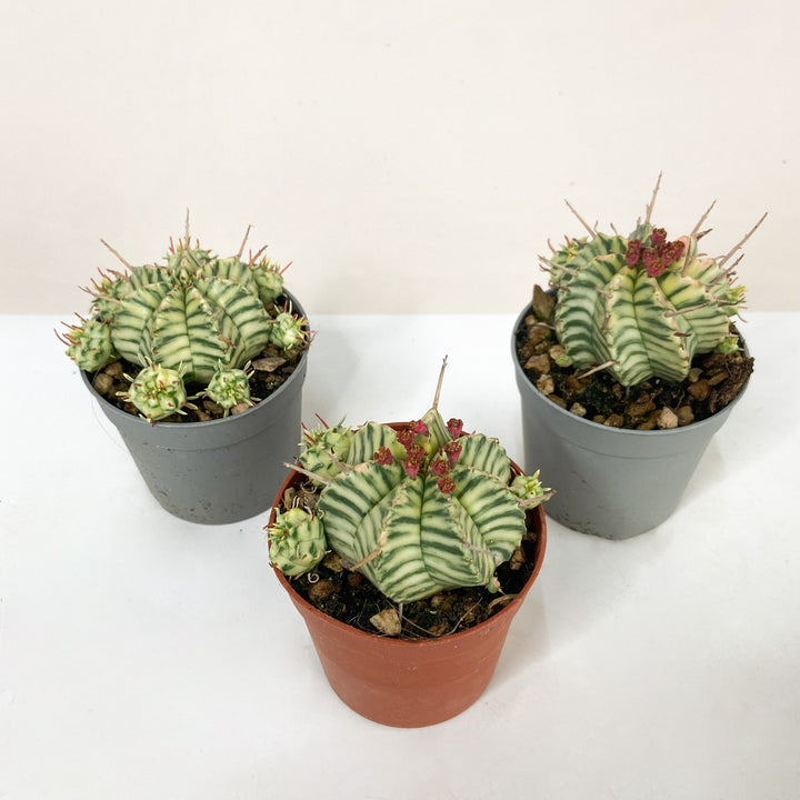 Euphorbia Meloformis Variegata Foliage Dreams