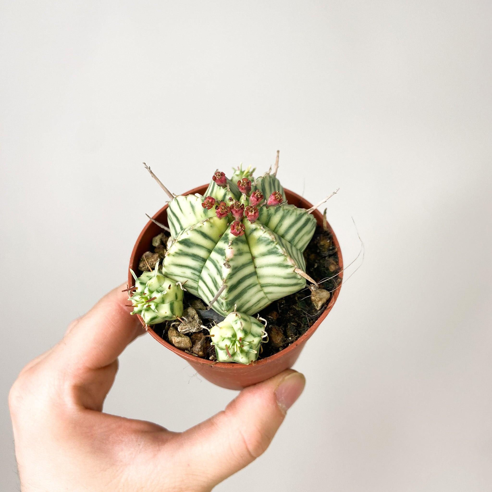 Euphorbia Meloformis Variegata (Kaktus)