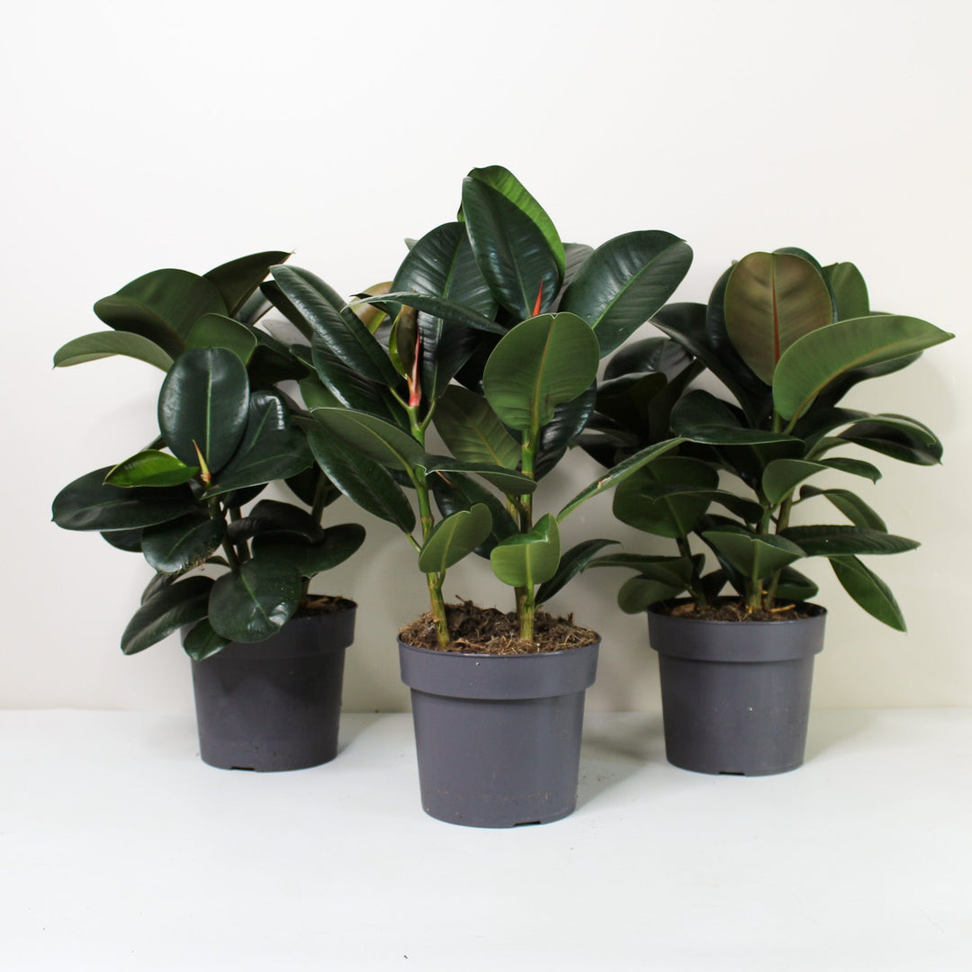 Ficus elastica 'Robusta' (Rubber Plant) Foliage Dreams