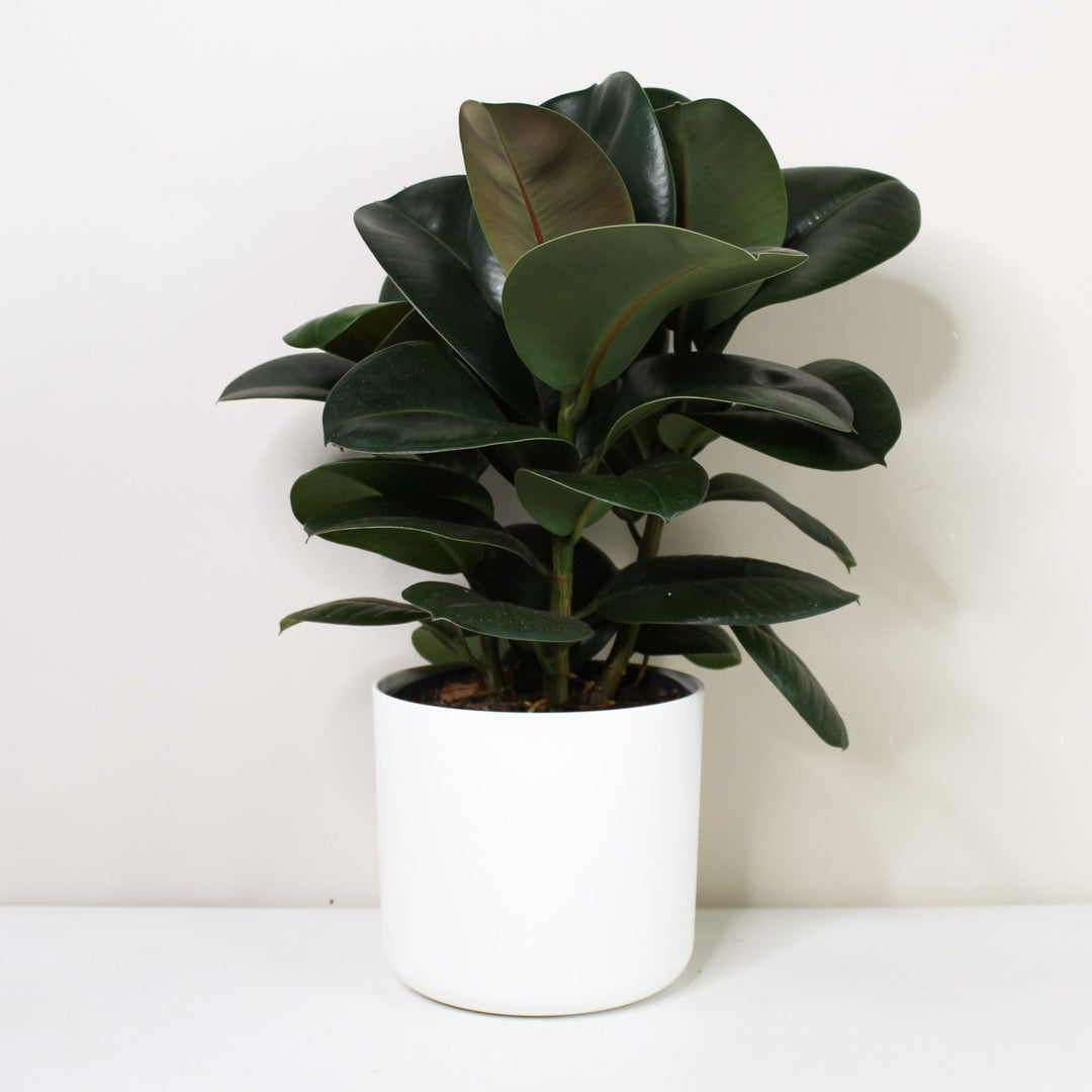 Ficus elastica 'Robusta' (Rubber Plant) Foliage Dreams