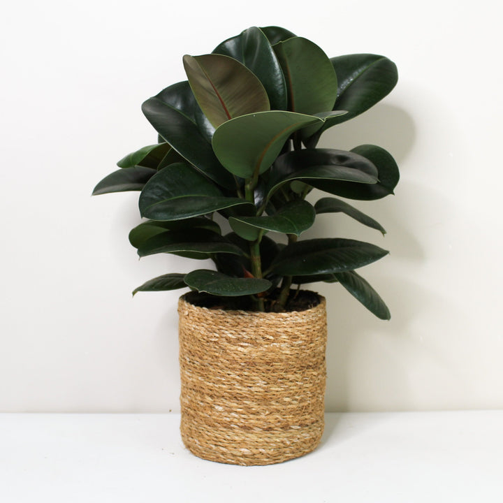 Ficus elastica 'Robusta' (Rubber Plant) Foliage Dreams