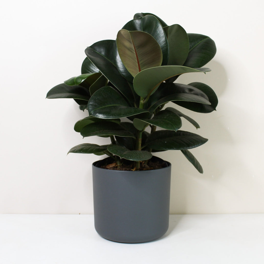 Ficus elastica 'Robusta' (Rubber Plant) Foliage Dreams