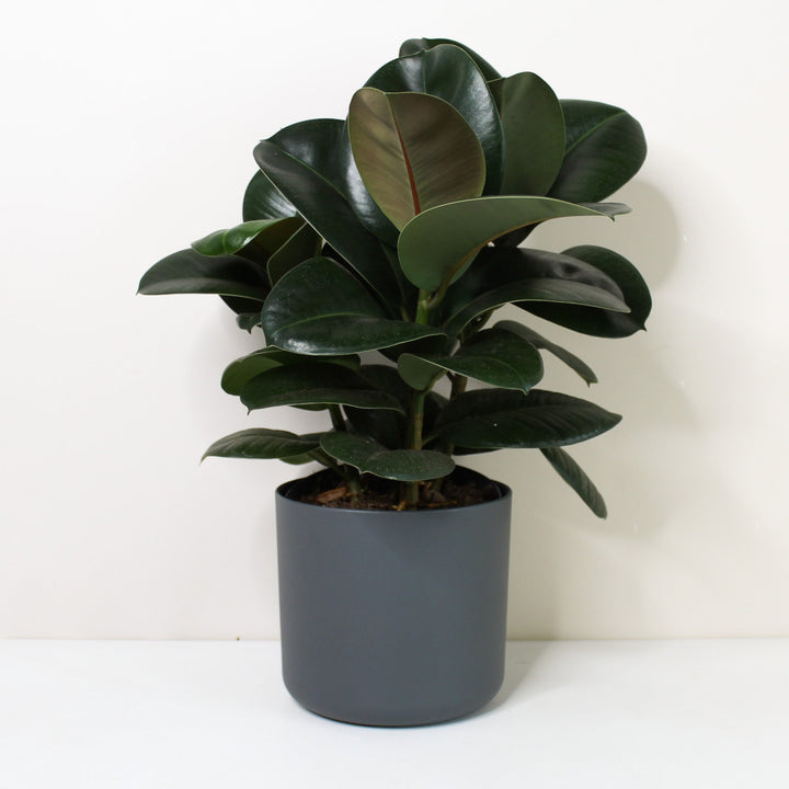 Ficus elastica 'Robusta' (Rubber Plant) Foliage Dreams
