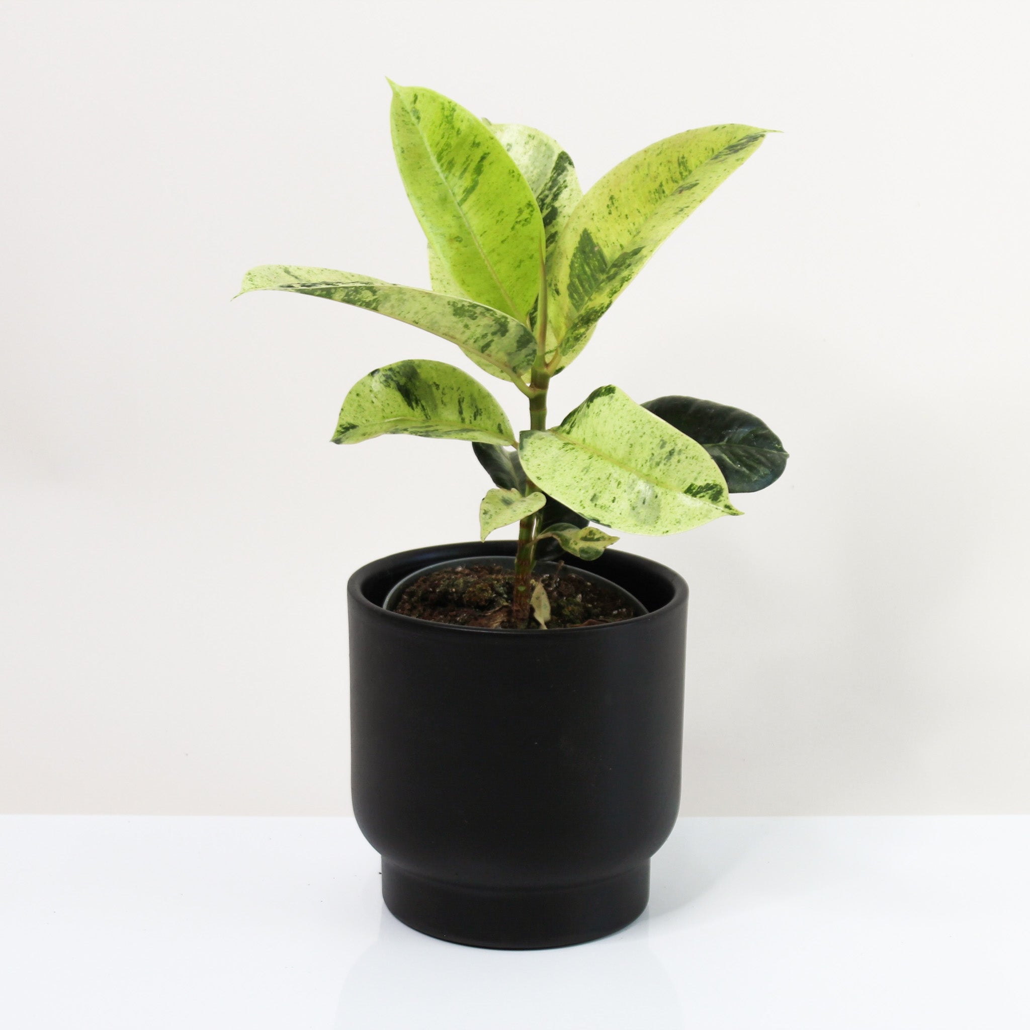 Ficus Shivereana Moonshine – Foliage Dreams