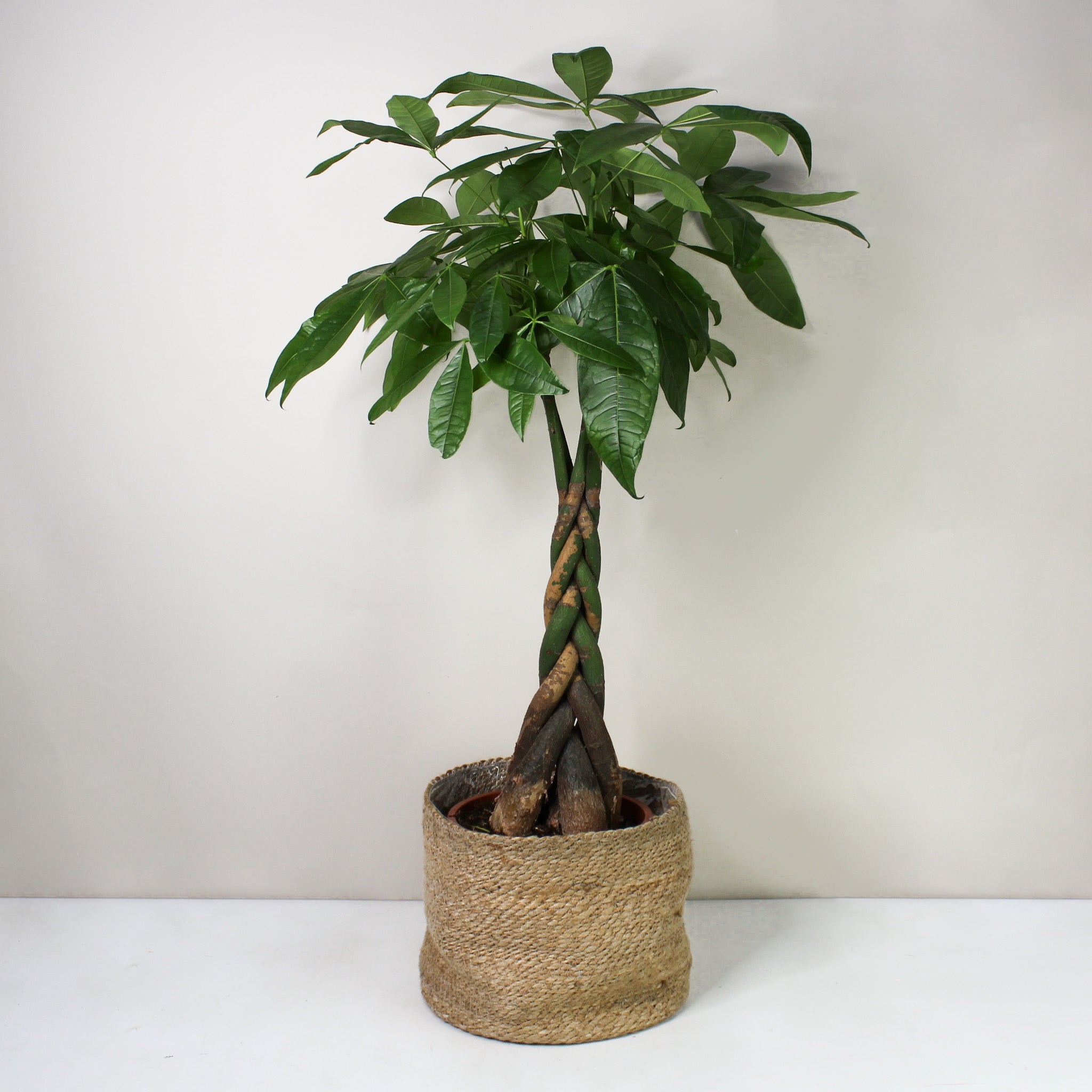 Glückskastanie (Pachira Aquatica) – Foliage Dreams