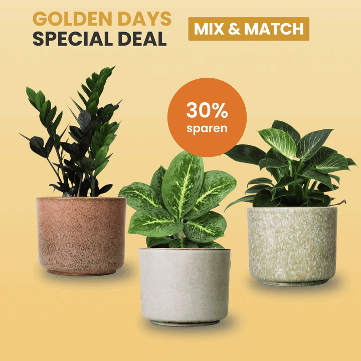 Golden Days Special Deal - 3er Pflanzenset mit CALMA Töpfen Foliage Dreams