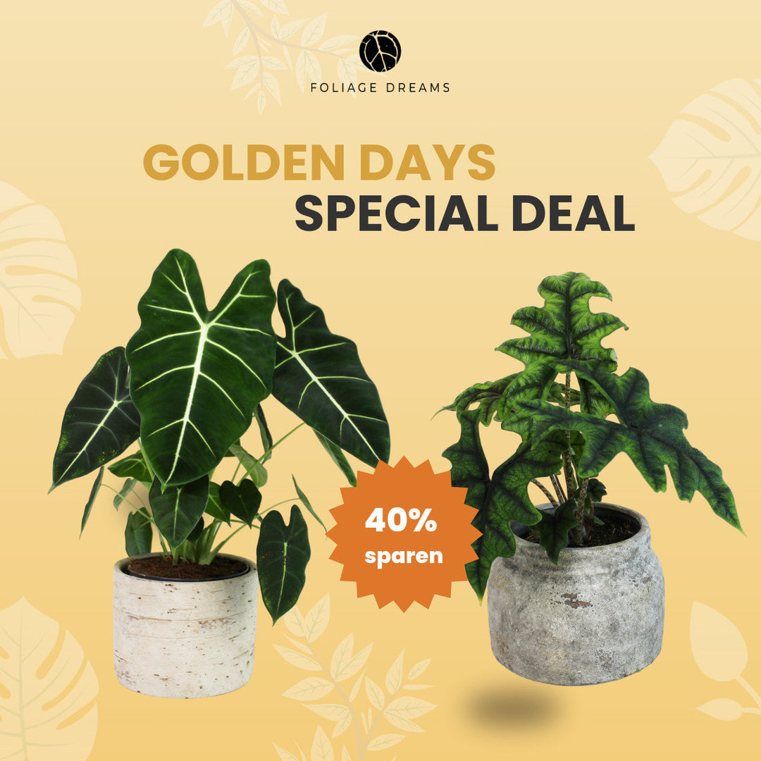 Golden Days Special Deal - 4  - Alocasia Micholitziana 'Frydek'  + Alocasia Jackyln Foliage Dreams