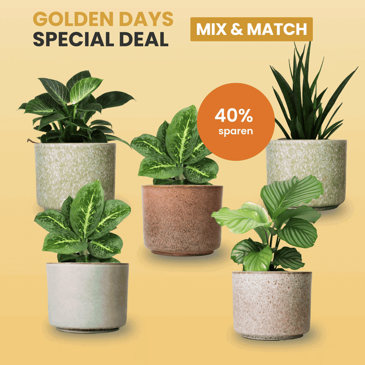 Golden Days Special Deal - 5er Pflanzenset mit CALMA Töpfen Foliage Dreams